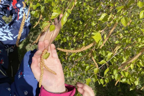 В гости к весенней берёзке