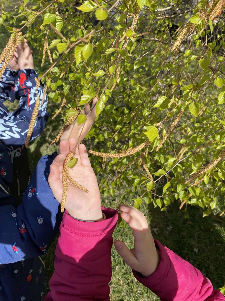В гости к весенней берёзке